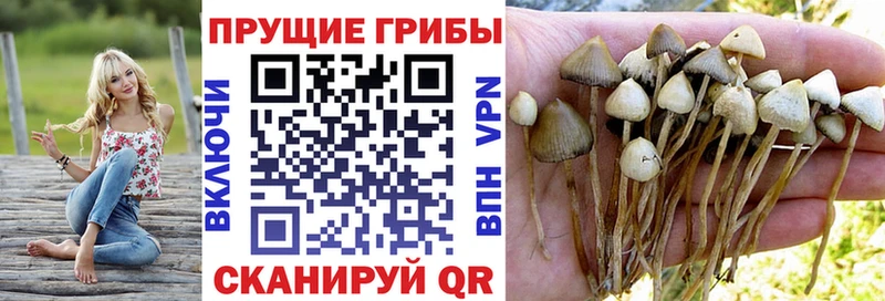 закладка  маркетплейс официальный сайт  Псилоцибиновые грибы GOLDEN TEACHER  Бирюсинск 